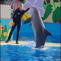 Marineland - Dauphins - Apprentissage