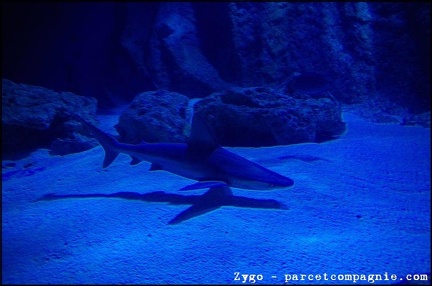 Marineland - Requins - 2896