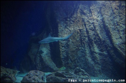 Marineland - Requins - 2897
