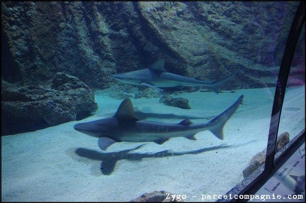 Marineland - Requins - 2898