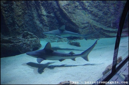 Marineland - Requins - 2899