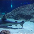 Marineland - Requins - 2901