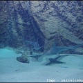 Marineland - Requins - 2902