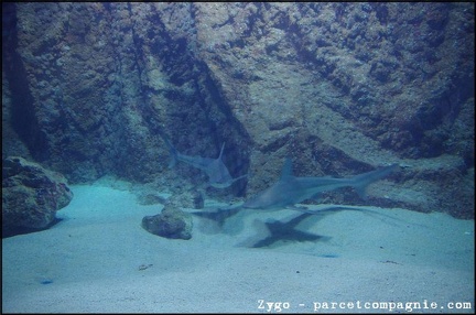Marineland - Requins - 2902