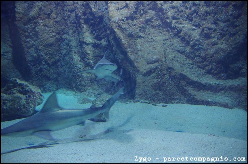 Marineland - Requins - 2904