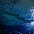 Marineland - Requins - 2910