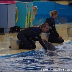 Marineland - Dauphins - Apprentissage