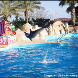 Marineland - Dauphins - Spectacle