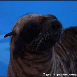 Marineland - Lagoon - Otaries