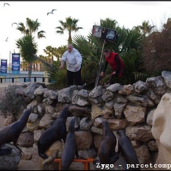 Marineland - Otaries - Nourrissage