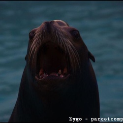 Marineland - Otaries - Portraits