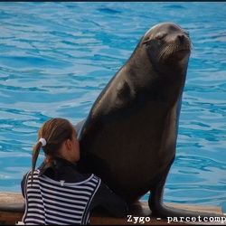 Marineland - Otaries - Spectacle