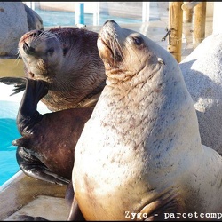 Marineland - Otaries - Steller - Portraits