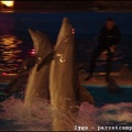 Marineland - Dauphins - Spectacle nocturne - 3460