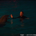 Marineland - Dauphins - Spectacle nocturne - 3463