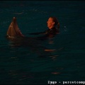 Marineland - Dauphins - Spectacle nocturne - 3466