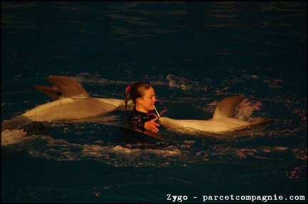 Marineland - Dauphins - Spectacle nocturne - 3472