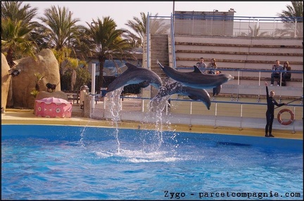 Marineland - Dauphins - Spectacle 14h30 - 010