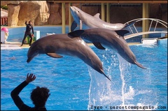 Marineland - Dauphins - Spectacle 14h30 - 011