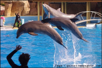 Marineland - Dauphins - Spectacle 14h30 - 011