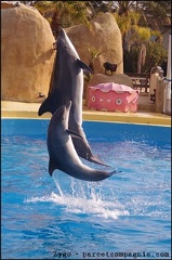 Marineland - Dauphins - Spectacle 14h30 - 013