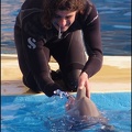 Marineland - Dauphins - Spectacle 14h30 - 014
