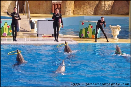 Marineland - Dauphins - Spectacle 14h30 - 033