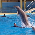 Marineland - Dauphins - Spectacle 14h30 - 034