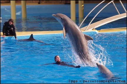 Marineland - Dauphins - Spectacle 14h30 - 034