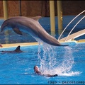 Marineland - Dauphins - Spectacle 14h30 - 035