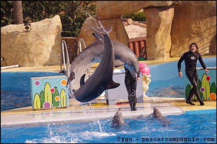 Marineland - Dauphins - Spectacle 14h30 - 041