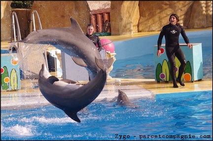 Marineland - Dauphins - Spectacle 14h30 - 042