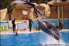 Marineland - Dauphins - Spectacle 14h30 - 045
