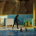 Marineland - Dauphins - Spectacle 17h00 - 051