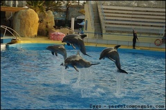 Marineland - Dauphins - Spectacle 17h00 - 052