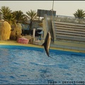 Marineland - Dauphins - Spectacle 17h00 - 053