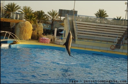 Marineland - Dauphins - Spectacle 17h00 - 053