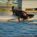 Marineland - Dauphins - Spectacle 17h00 - 056