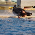 Marineland - Dauphins - Spectacle 17h00 - 057