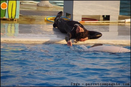 Marineland - Dauphins - Spectacle 17h00 - 057