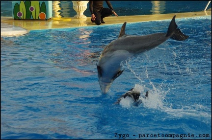 Marineland - Dauphins - Spectacle 17h00 - 061