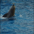Marineland - Dauphins - Spectacle 17h00 - 062