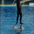 Marineland - Dauphins - Spectacle 17h00 - 065