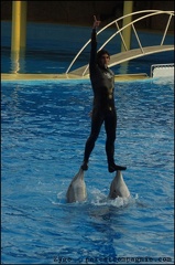 Marineland - Dauphins - Spectacle 17h00 - 066