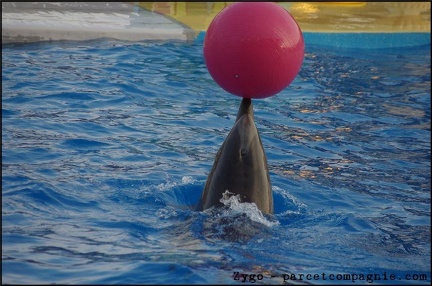 Marineland - Dauphins - Spectacle 17h00 - 071