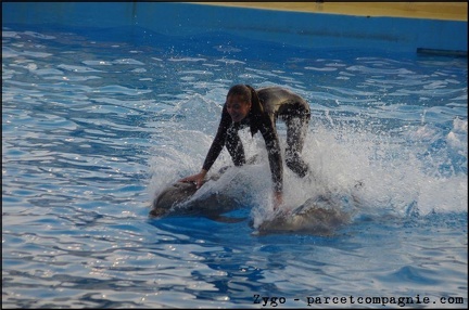 Marineland - Dauphins - Spectacle 17h00 - 072