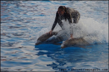 Marineland - Dauphins - Spectacle 17h00 - 073