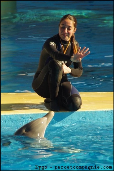 Marineland - Dauphins - Spectacle 14h30 - 051