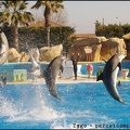 Marineland - Dauphins - Spectacle 14h30 - 053