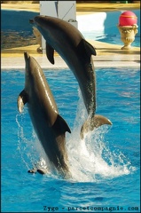 Marineland - Dauphins - Spectacle 14h30 - 067